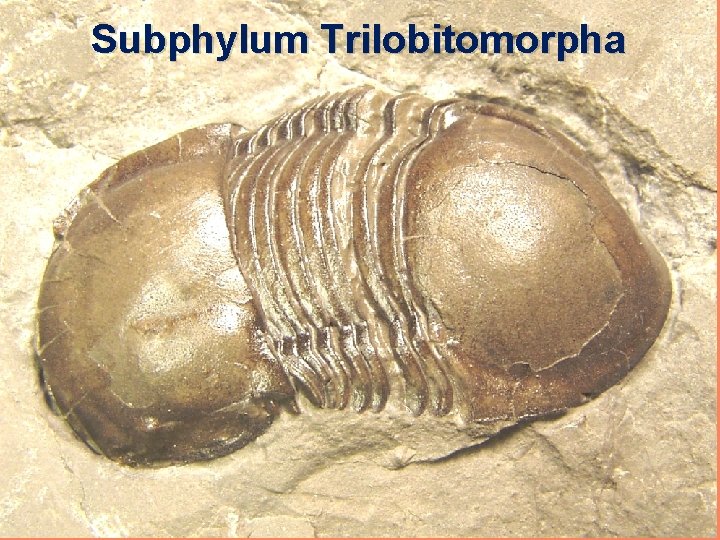 Subphylum Trilobitomorpha 