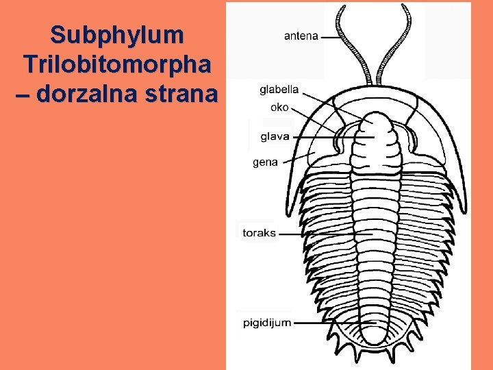 Subphylum Trilobitomorpha – dorzalna strana 