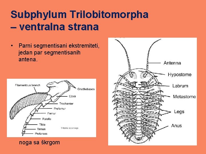 Subphylum Trilobitomorpha – ventralna strana • Parni segmentisani ekstremiteti, jedan par segmentisanih antena. noga