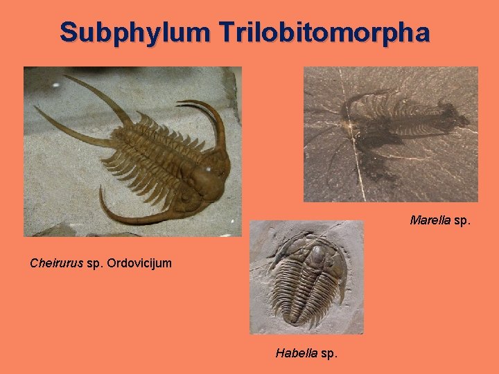 Subphylum Trilobitomorpha Marella sp. Cheirurus sp. Ordovicijum Habella sp. 