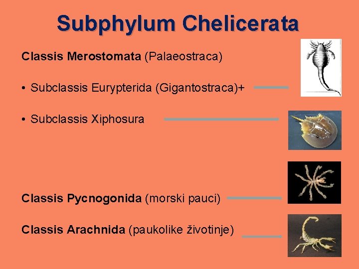 Subphylum Chelicerata Classis Merostomata (Palaeostraca) • Subclassis Eurypterida (Gigantostraca)+ • Subclassis Xiphosura Classis Pycnogonida