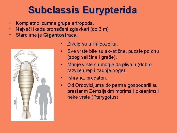 Subclassis Eurypterida • Kompletno izumrla grupa artropoda. • Najveći ikada pronađeni zglavkari (do 3