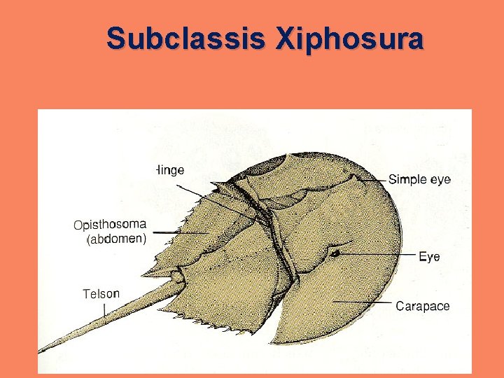 Subclassis Xiphosura 