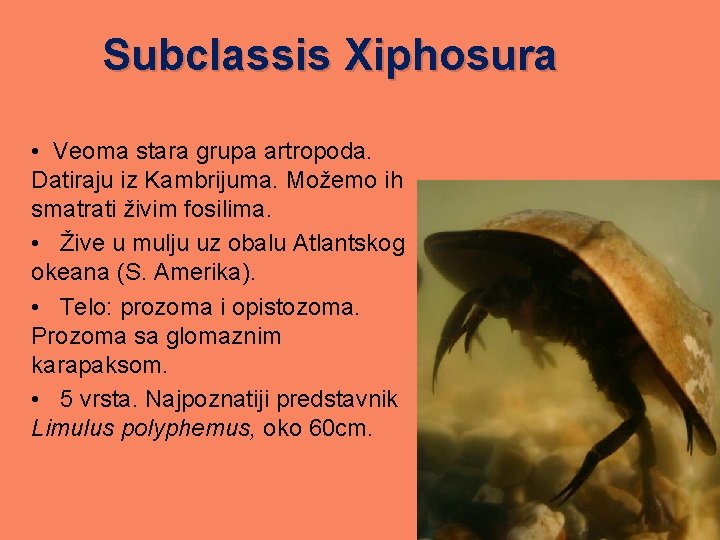 Subclassis Xiphosura • Veoma stara grupa artropoda. Datiraju iz Kambrijuma. Možemo ih smatrati živim