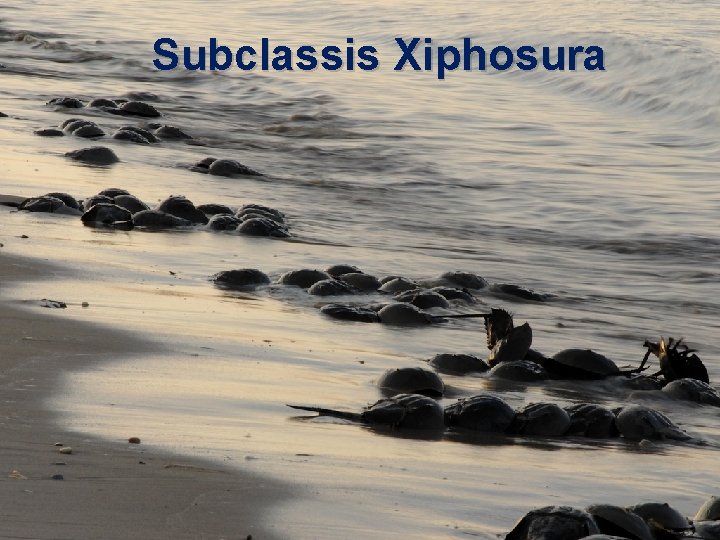 Subclassis Xiphosura 