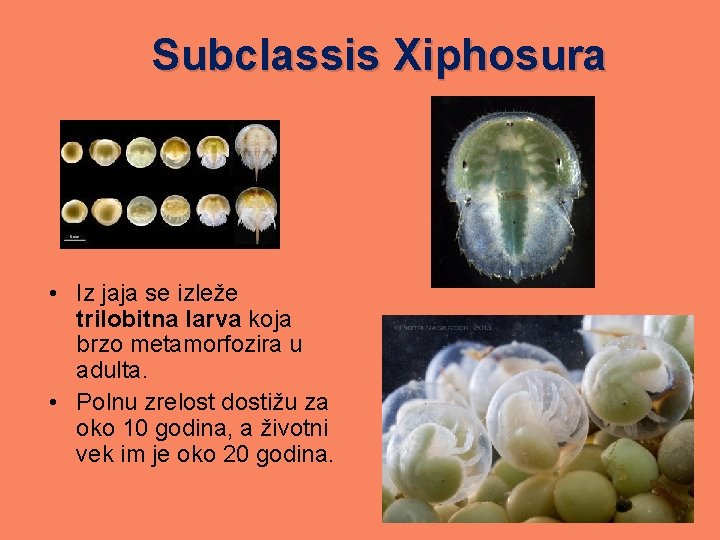Subclassis Xiphosura • Iz jaja se izleže trilobitna larva koja brzo metamorfozira u adulta.