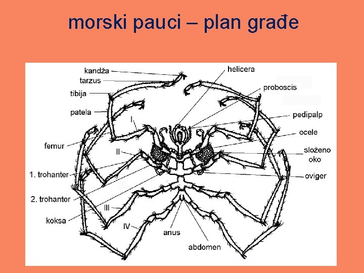 morski pauci – plan građe 