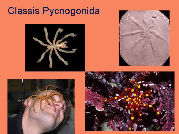 Classis Pycnogonida 