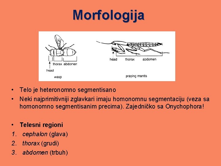 Morfologija • Telo je heteronomno segmentisano • Neki najprimitivniji zglavkari imaju homonomnu segmentaciju (veza