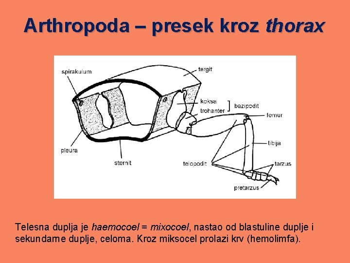 Arthropoda – presek kroz thorax Telesna duplja je haemocoel = mixocoel, nastao od blastuline