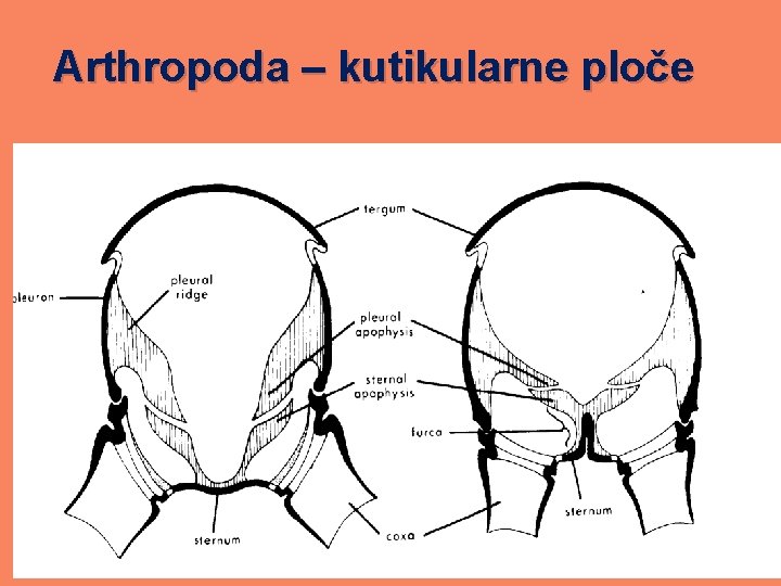 Arthropoda – kutikularne ploče 