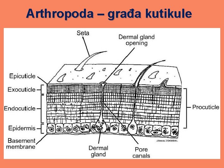 Arthropoda – građa kutikule 