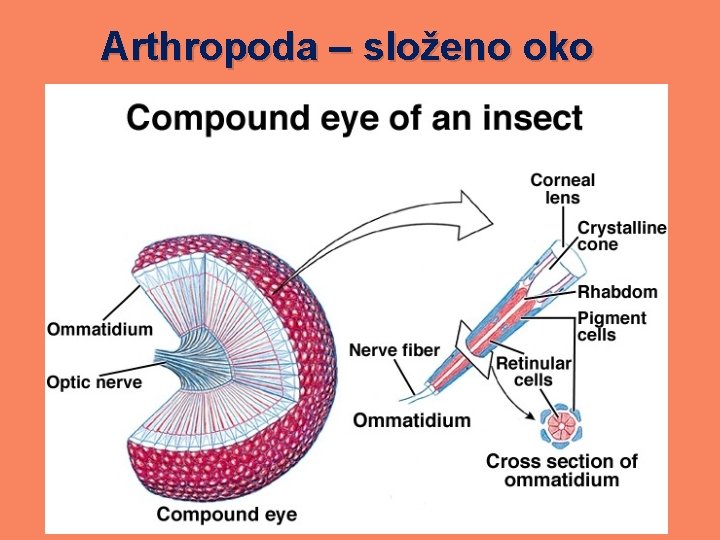 Arthropoda – složeno oko 