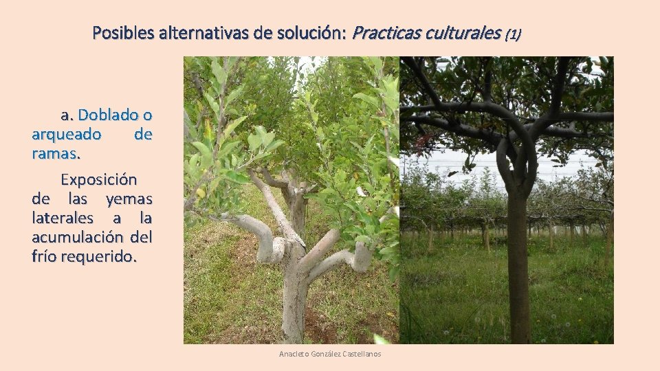 Posibles alternativas de solución: Practicas culturales (1) a. Doblado o arqueado de ramas. Exposición Posibles alternativas de solución: Practicas culturales (1) a. Doblado o arqueado de ramas. Exposición