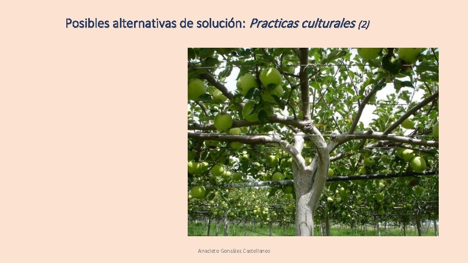 Posibles alternativas de solución: Practicas culturales (2) Anacleto González Castellanos Posibles alternativas de solución: Practicas culturales (2) Anacleto González Castellanos