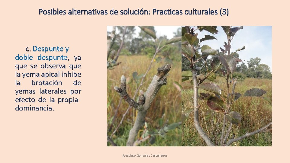 Posibles alternativas de solución: Practicas culturales (3) c. Despunte y doble despunte, ya que Posibles alternativas de solución: Practicas culturales (3) c. Despunte y doble despunte, ya que