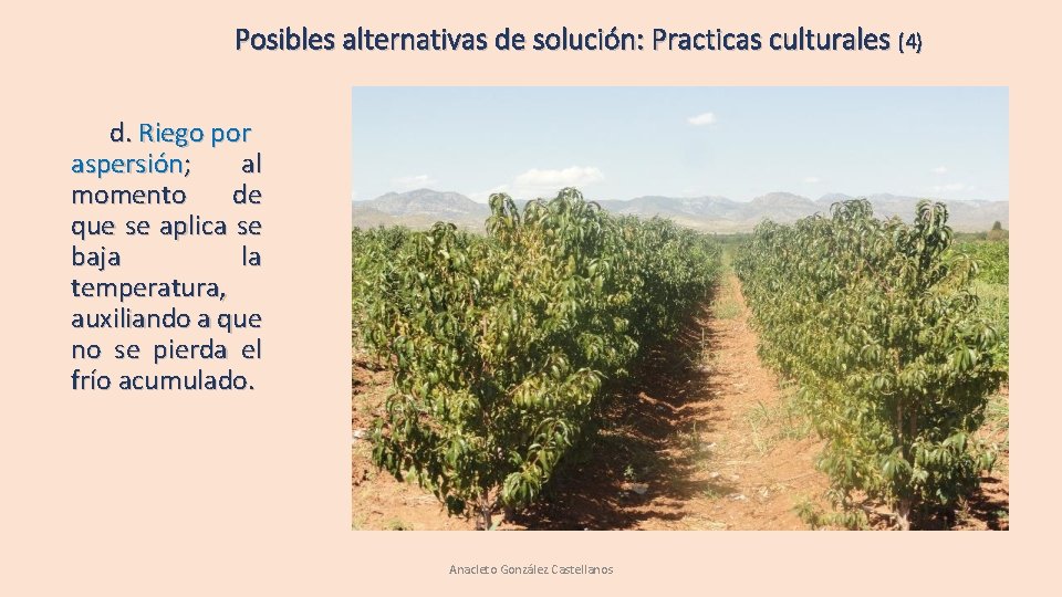 Posibles alternativas de solución: Practicas culturales (4) d. Riego por aspersión; al momento de Posibles alternativas de solución: Practicas culturales (4) d. Riego por aspersión; al momento de