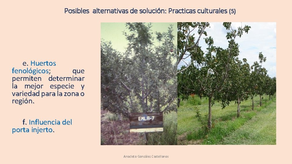 Posibles alternativas de solución: Practicas culturales (5) e. Huertos fenológicos; que permiten determinar la Posibles alternativas de solución: Practicas culturales (5) e. Huertos fenológicos; que permiten determinar la