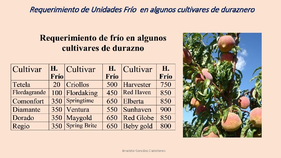 Requerimiento de Unidades Frío en algunos cultivares de duraznero Anacleto González Castellanos Requerimiento de Unidades Frío en algunos cultivares de duraznero Anacleto González Castellanos