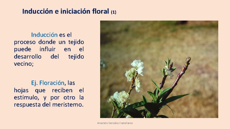 Inducción e iniciación floral (1) Inducción es el proceso donde un tejido puede influir Inducción e iniciación floral (1) Inducción es el proceso donde un tejido puede influir