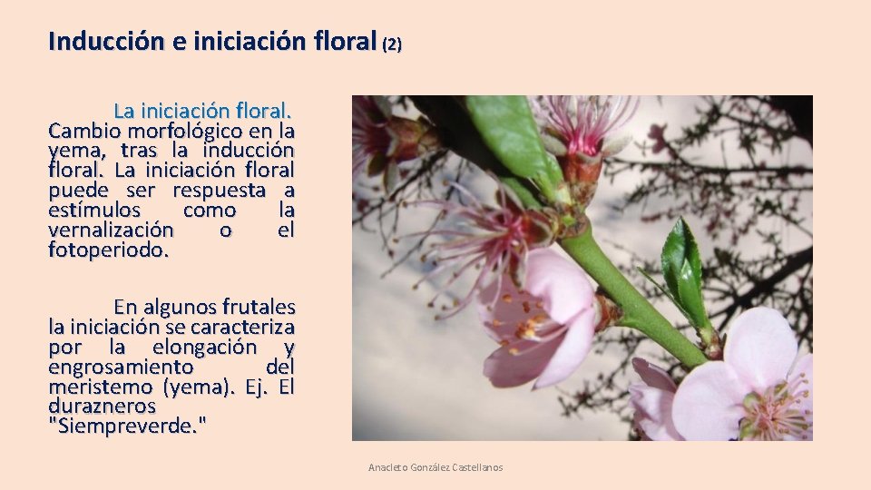 Inducción e iniciación floral (2) La iniciación floral. Cambio morfológico en la yema, tras Inducción e iniciación floral (2) La iniciación floral. Cambio morfológico en la yema, tras