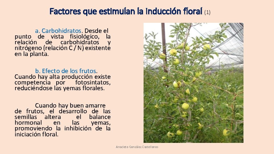 Factores que estimulan la Inducción floral (1) a. Carbohidratos. Desde el punto de vista Factores que estimulan la Inducción floral (1) a. Carbohidratos. Desde el punto de vista
