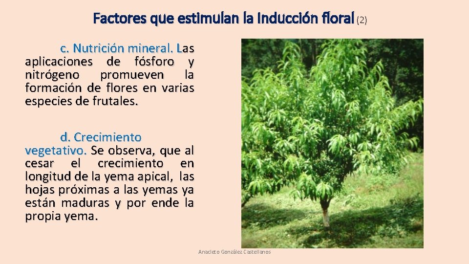 Factores que estimulan la Inducción floral (2) c. Nutrición mineral. Las aplicaciones de fósforo Factores que estimulan la Inducción floral (2) c. Nutrición mineral. Las aplicaciones de fósforo