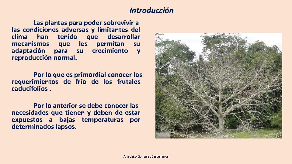 Introducción Las plantas para poder sobrevivir a las condiciones adversas y limitantes del clima Introducción Las plantas para poder sobrevivir a las condiciones adversas y limitantes del clima