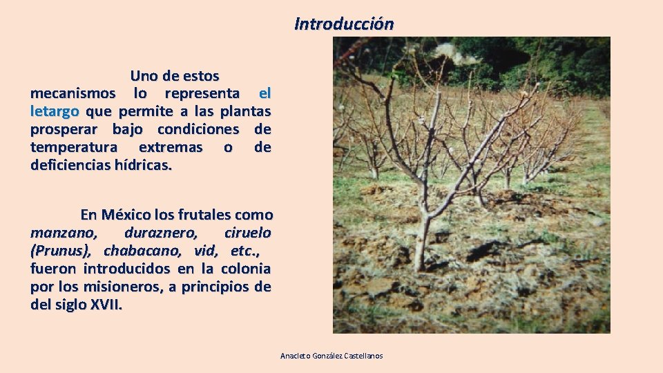 Introducción Uno de estos mecanismos lo representa el letargo que permite a las plantas Introducción Uno de estos mecanismos lo representa el letargo que permite a las plantas