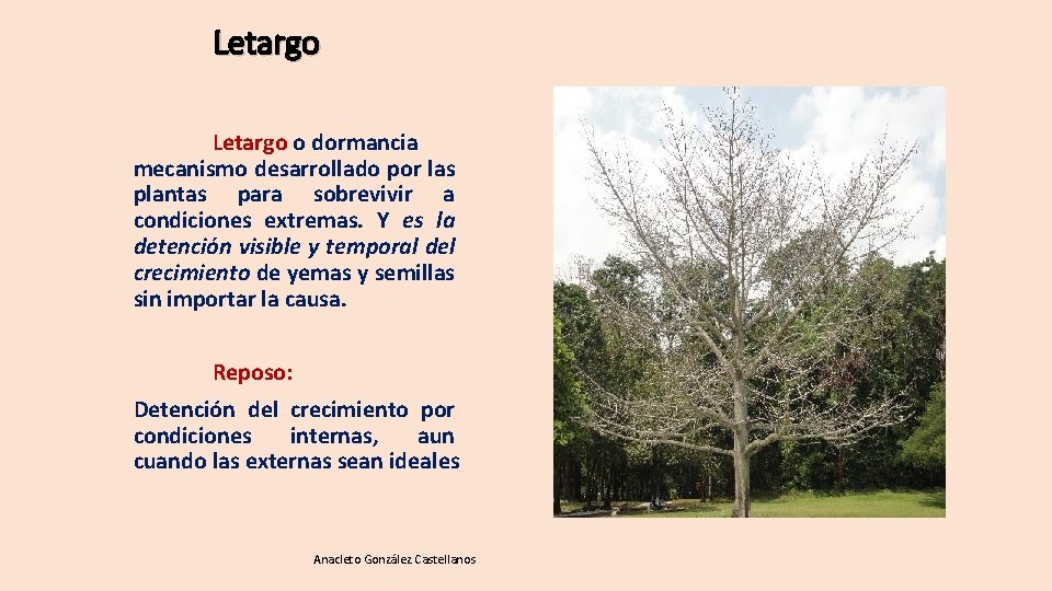 Letargo o dormancia mecanismo desarrollado por las plantas para sobrevivir a condiciones extremas. Y Letargo o dormancia mecanismo desarrollado por las plantas para sobrevivir a condiciones extremas. Y