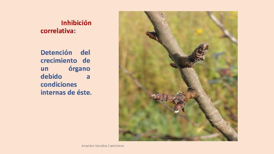 Inhibición correlativa: Detención del crecimiento de un órgano debido a condiciones internas de éste. Inhibición correlativa: Detención del crecimiento de un órgano debido a condiciones internas de éste.