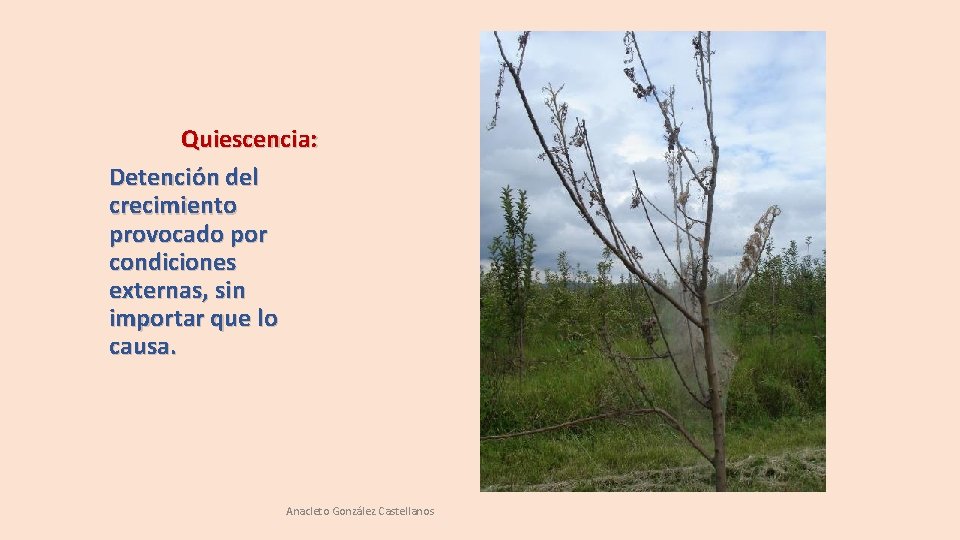 Quiescencia: Detención del crecimiento provocado por condiciones externas, sin importar que lo causa. Anacleto Quiescencia: Detención del crecimiento provocado por condiciones externas, sin importar que lo causa. Anacleto