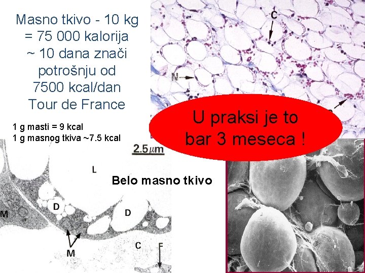 Masno tkivo - 10 kg = 75 000 kalorija ~ 10 dana znači potrošnju