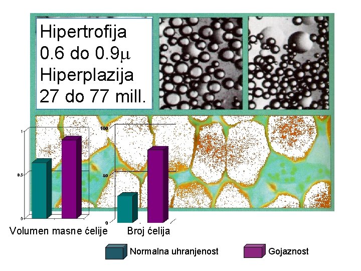 Hipertrofija 0. 6 do 0. 9 Hiperplazija 27 do 77 mill. Volumen masne ćelije