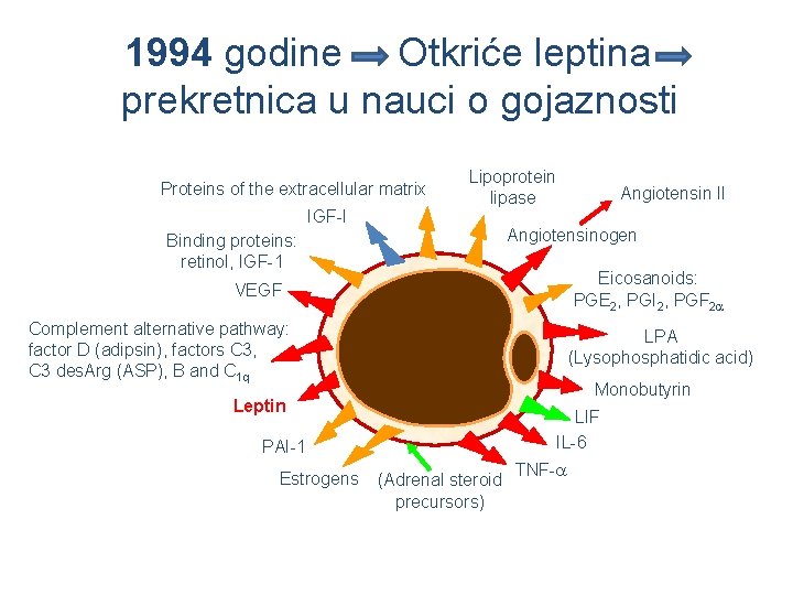 1994 godine Otkriće leptina - prekretnica u nauci o gojaznosti Proteins of the extracellular