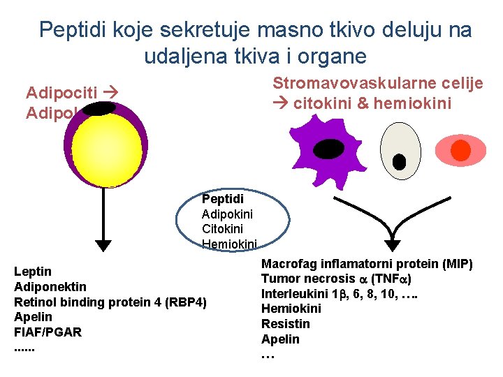 Peptidi koje sekretuje masno tkivo deluju na udaljena tkiva i organe Stromavovaskularne celije citokini