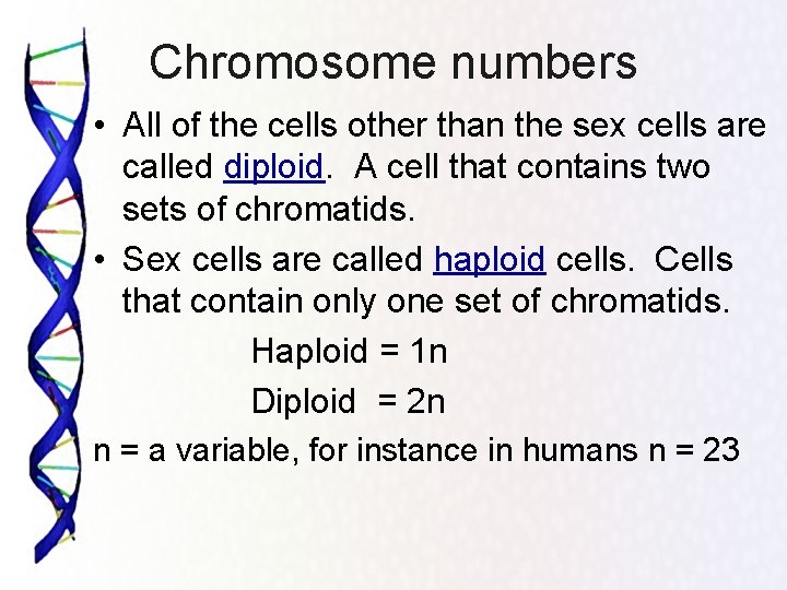 Chromosome numbers • All of the cells other than the sex cells are called