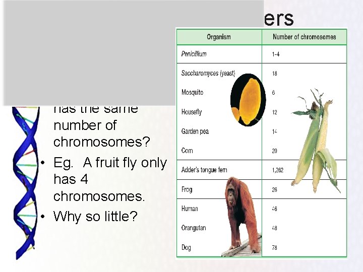 Chromosome numbers • Do you think that every organism has the same number of