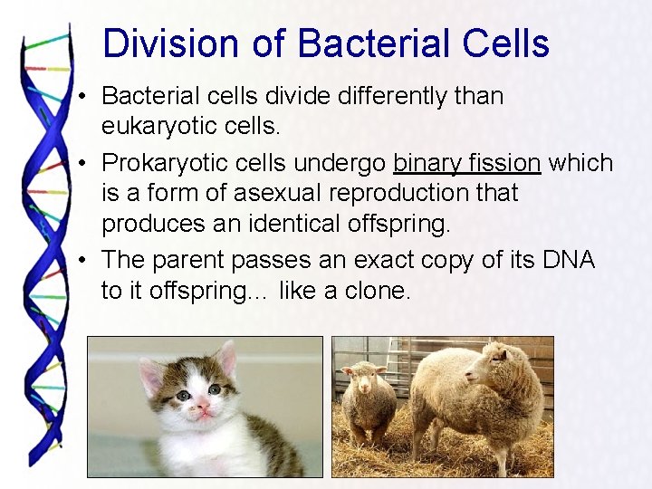 Division of Bacterial Cells • Bacterial cells divide differently than eukaryotic cells. • Prokaryotic