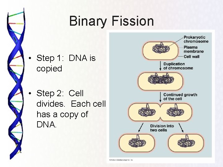 Binary Fission • Step 1: DNA is copied • Step 2: Cell divides. Each