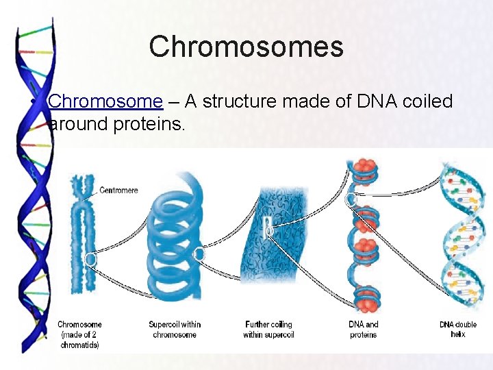 Chromosomes • Chromosome – A structure made of DNA coiled around proteins. 