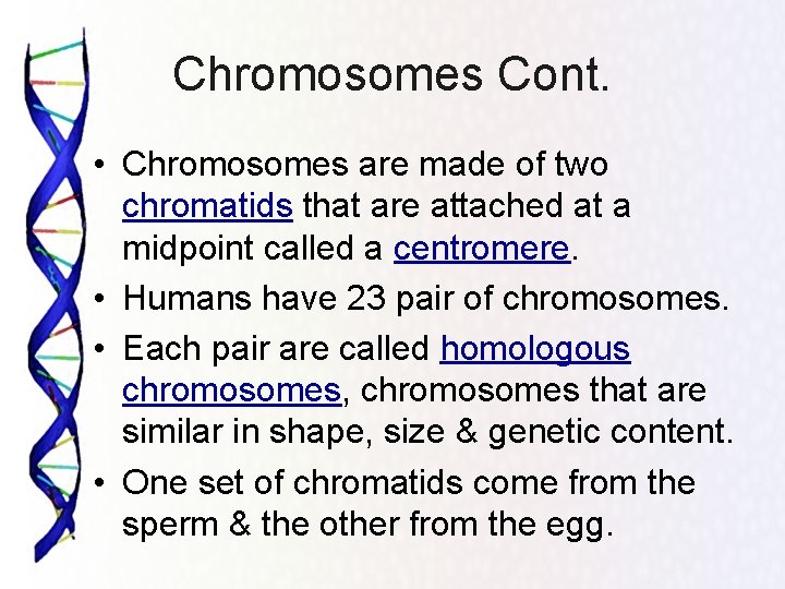 Chromosomes Cont. • Chromosomes are made of two chromatids that are attached at a