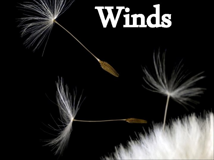 Winds 