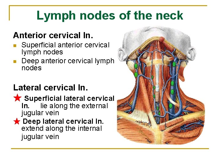 Lymph nodes of the neck Anterior cervical ln. n n Superficial anterior cervical lymph