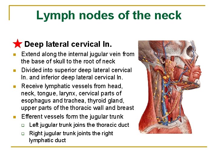 Lymph nodes of the neck ★ Deep lateral cervical ln. n n Extend along