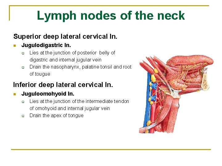 Lymph nodes of the neck Superior deep lateral cervical ln. n Jugulodigastric ln. q