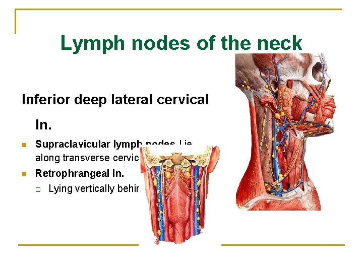 Lymph nodes of the neck Inferior deep lateral cervical ln. n Supraclavicular lymph nodes