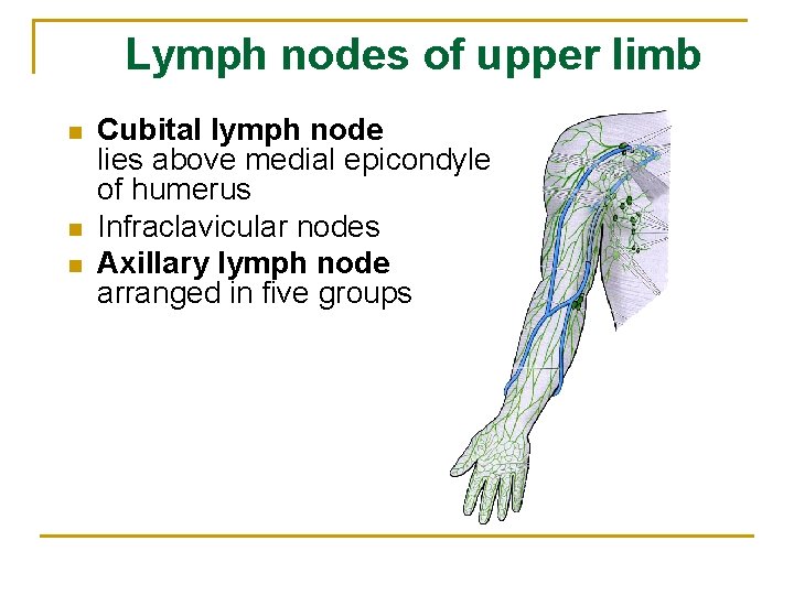 Lymph nodes of upper limb n n n Cubital lymph node lies above medial