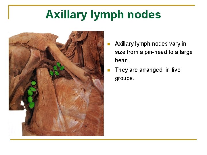 Axillary lymph nodes n Axillary lymph nodes vary in size from a pin-head to