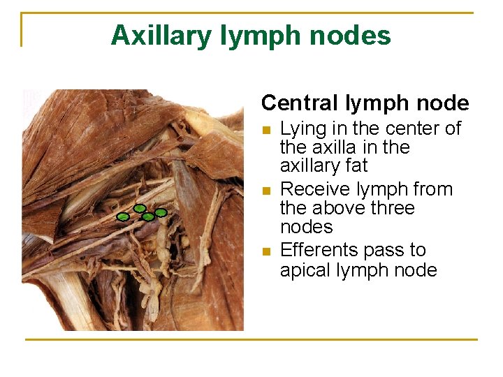 Axillary lymph nodes Central lymph node n n n Lying in the center of